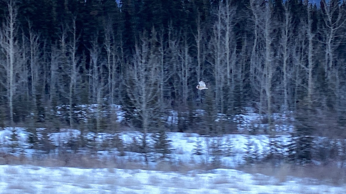 Short-eared Owl - ML612737125