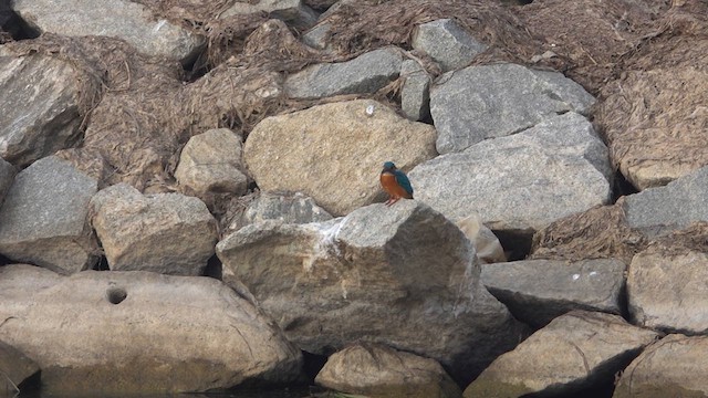 Martin-pêcheur d'Europe - ML612737132