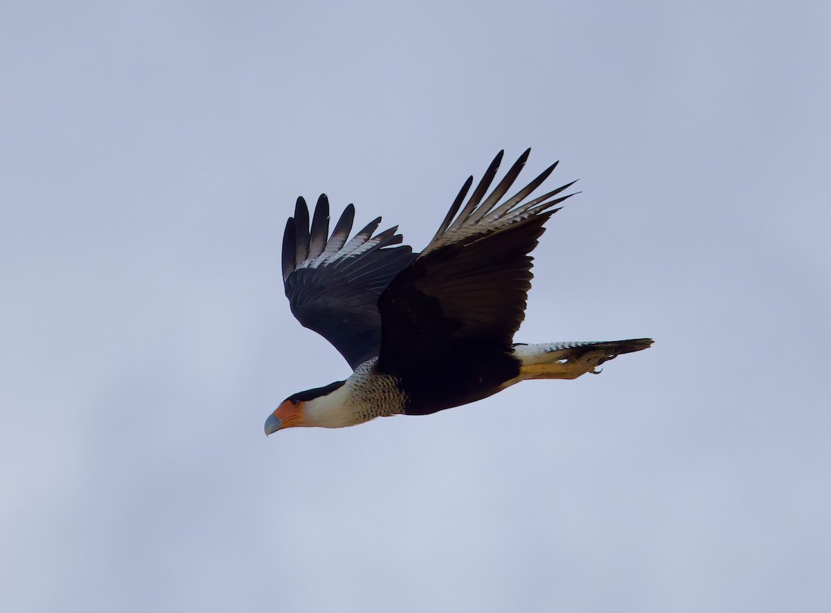 Crested Caracara - ML612737149