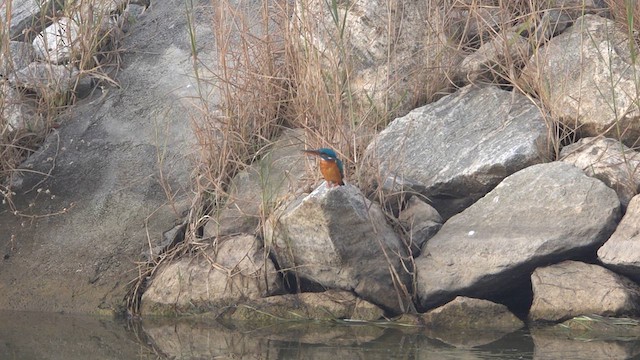 Common Kingfisher - ML612737156