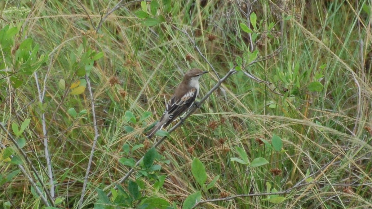 White-shouldered Triller - ML612737180