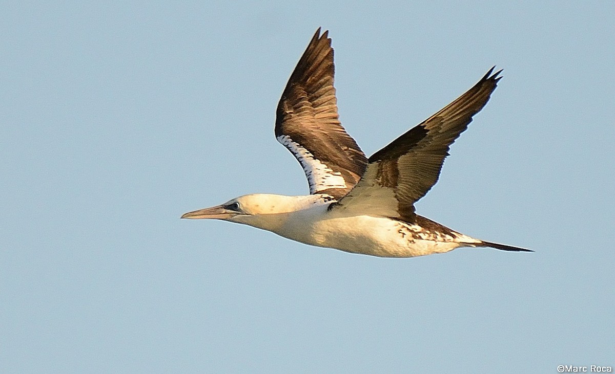 Northern Gannet - Marc Roca