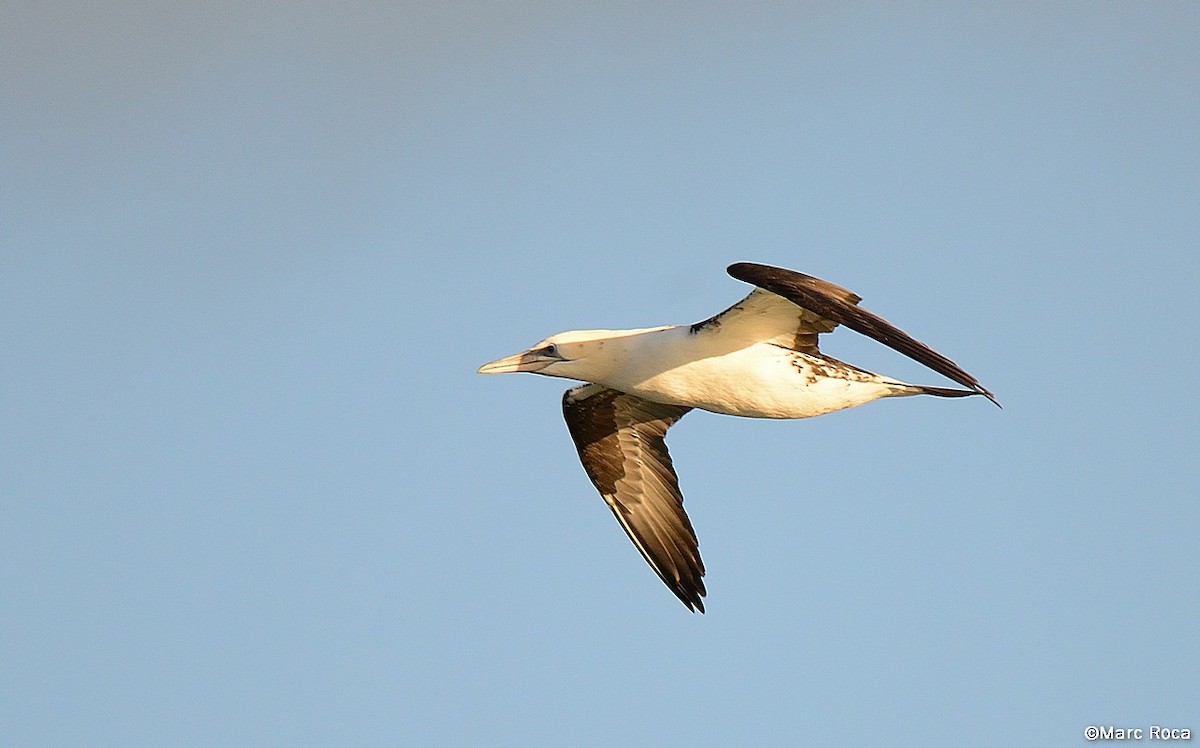 Northern Gannet - Marc Roca