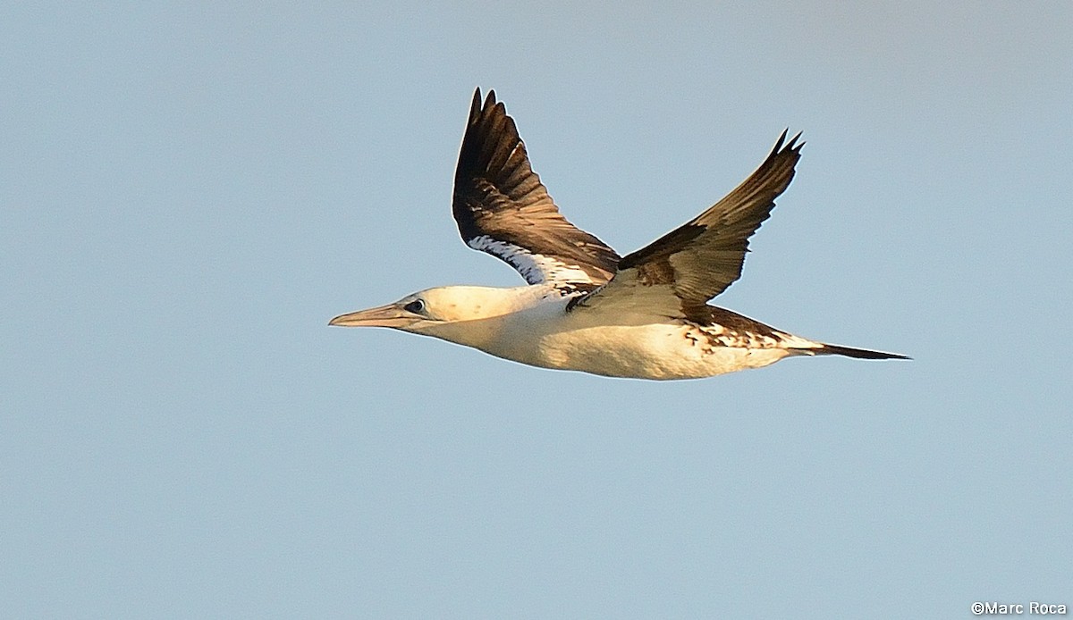 Northern Gannet - Marc Roca