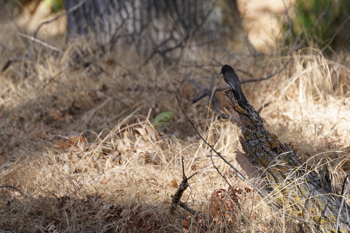 Black Phoebe - ML612737246