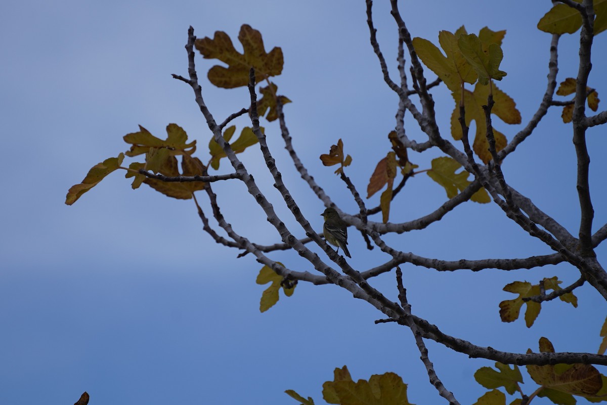 Lesser Goldfinch - ML612737253