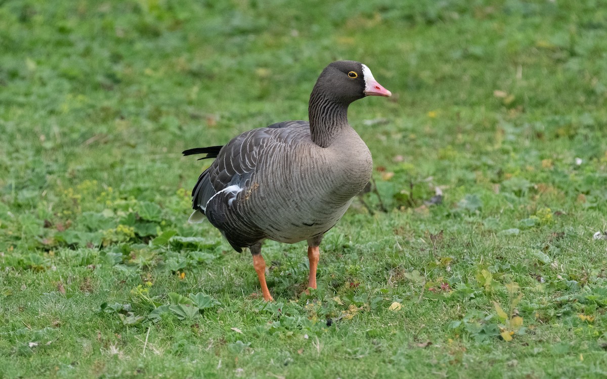 Lesser White-fronted Goose - Emmanuel Naudot