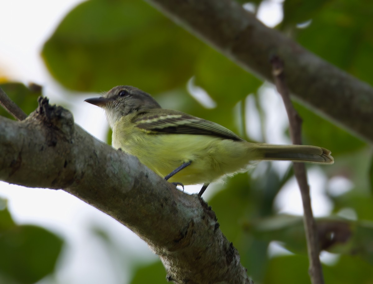 Slender-billed Tyrannulet - ML612737402