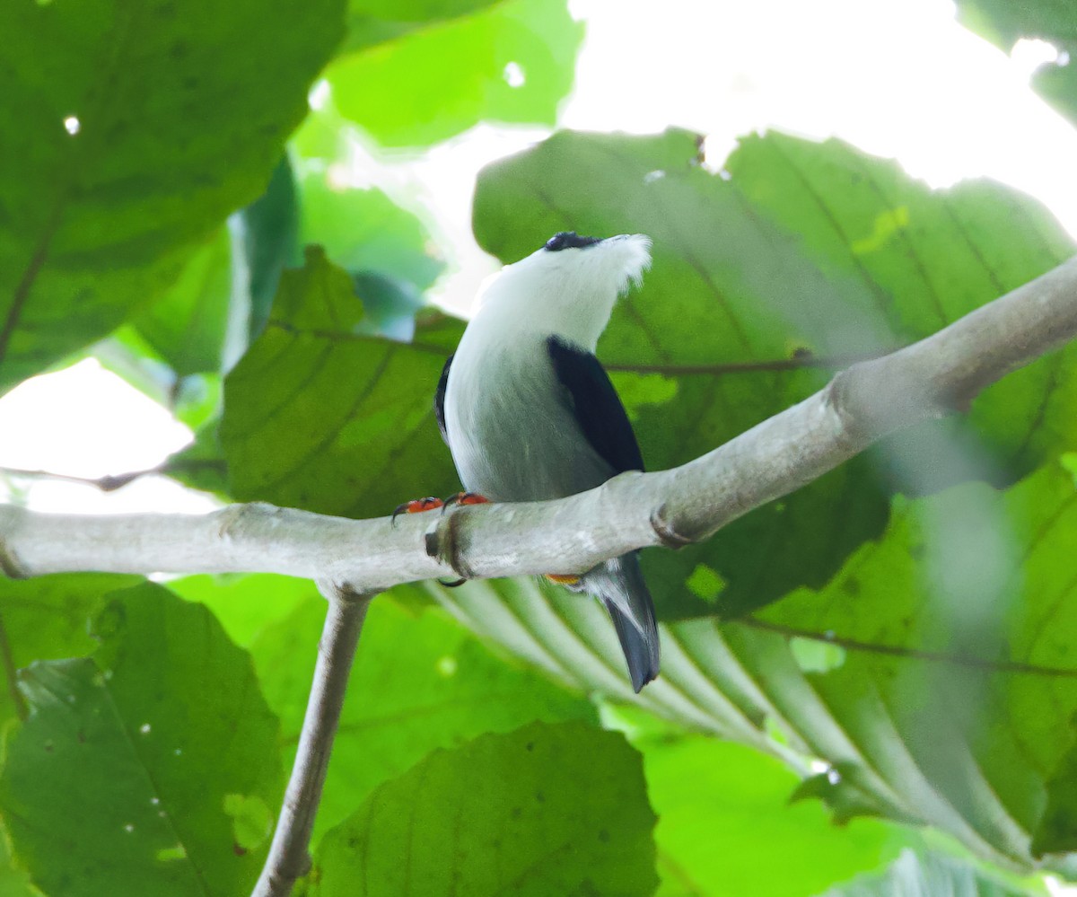 White-bearded Manakin - ML612737412