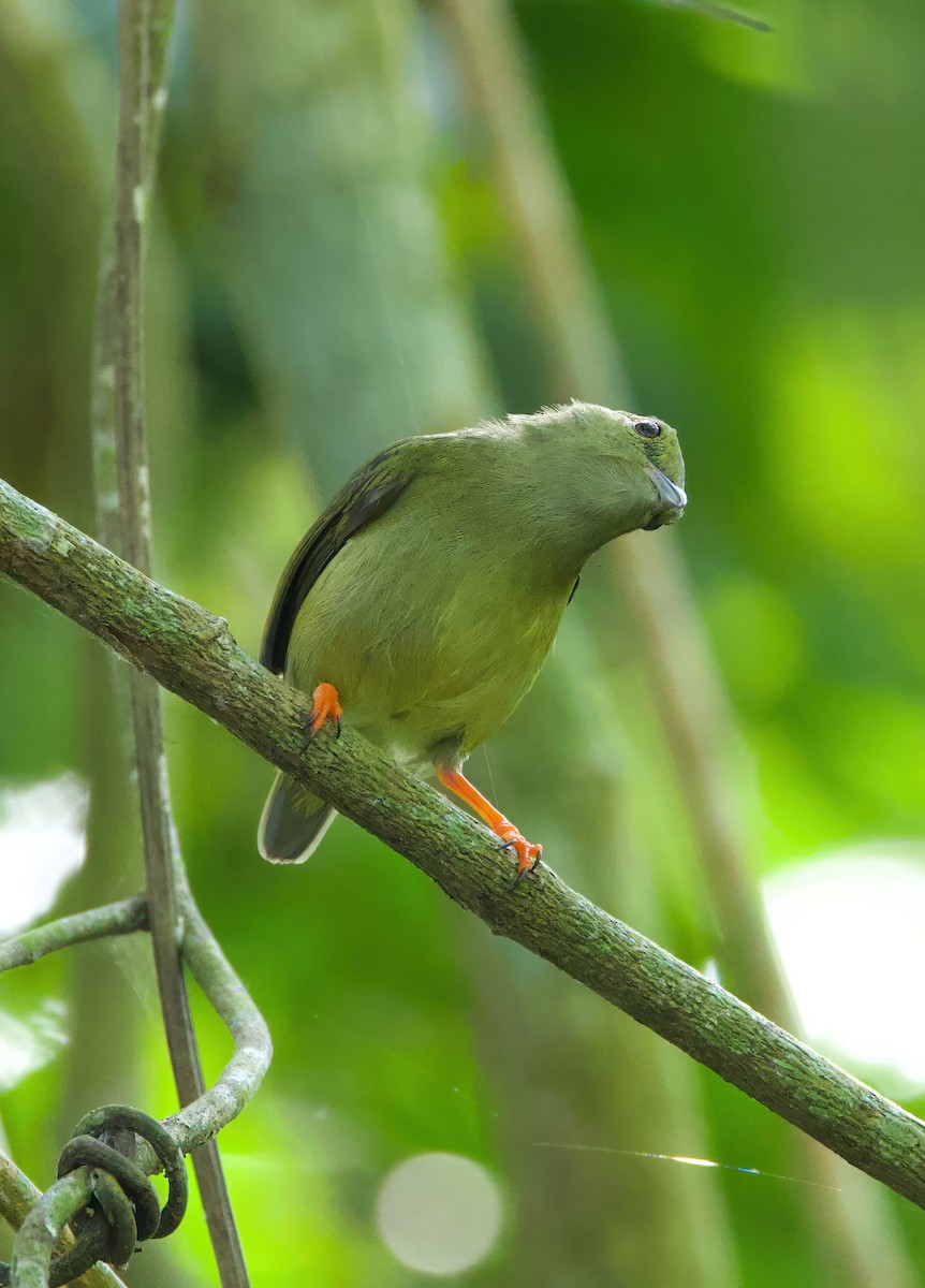 White-bearded Manakin - ML612737413