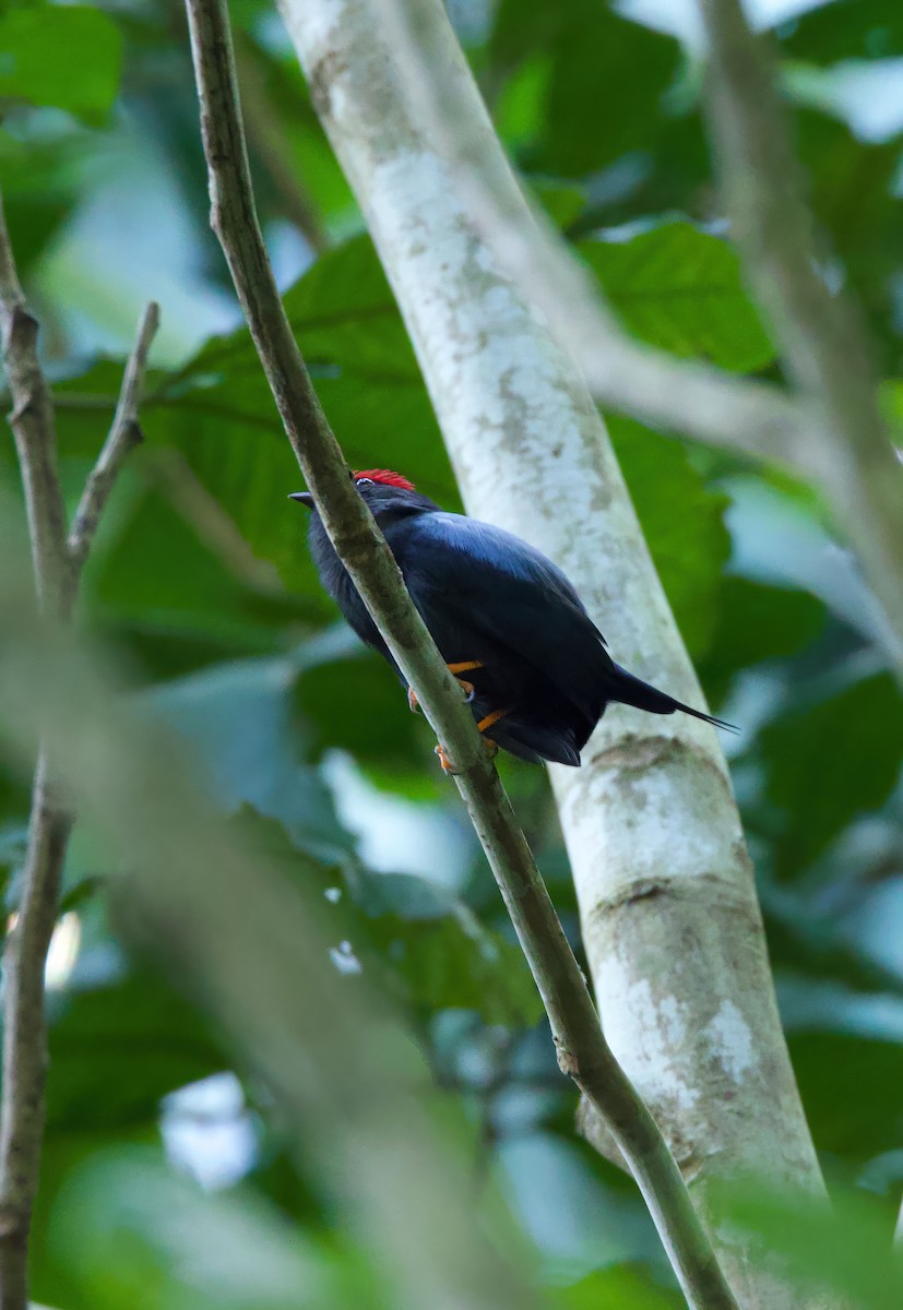 Lance-tailed Manakin - ML612737416