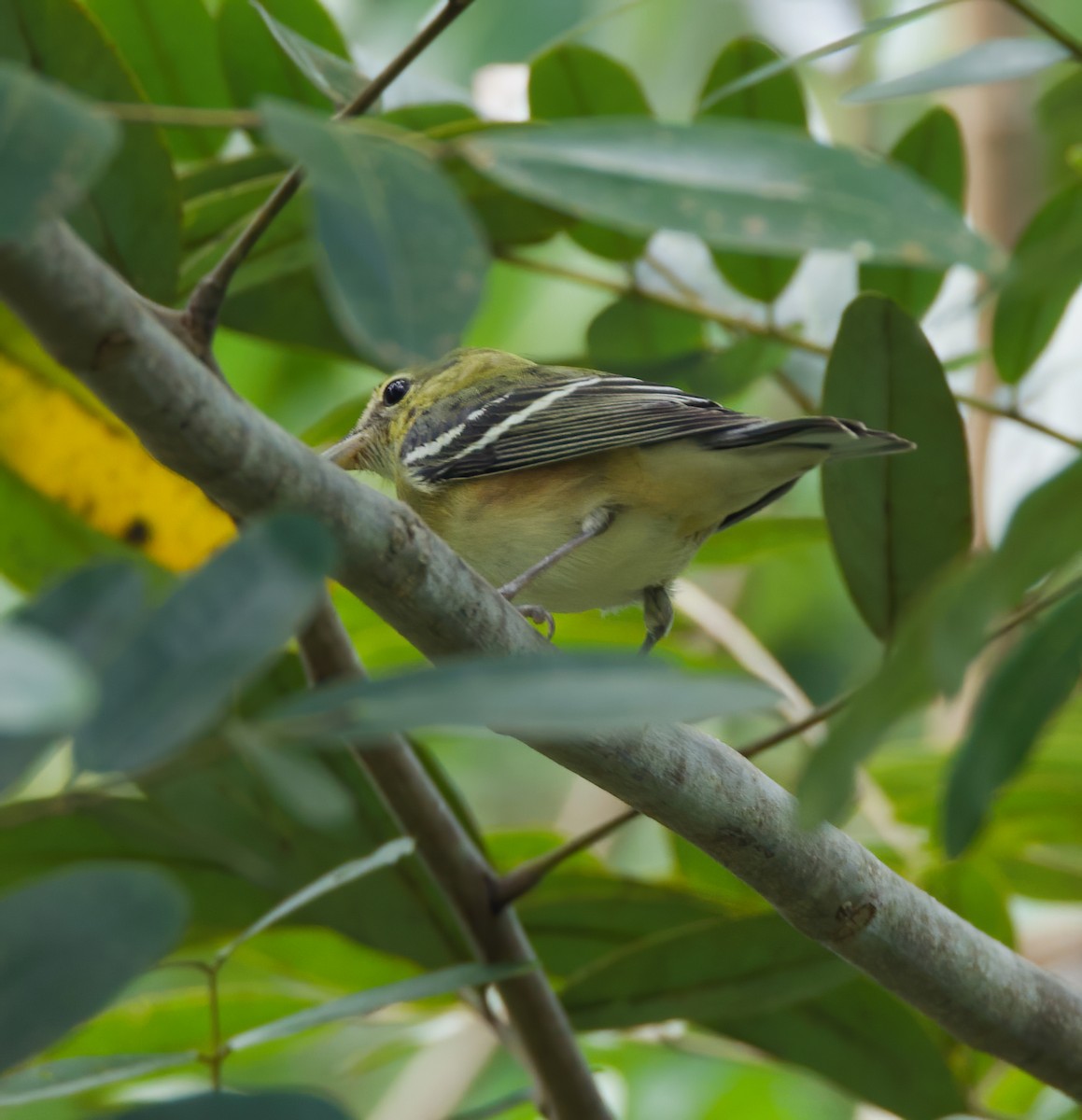 Bay-breasted Warbler - ML612737429