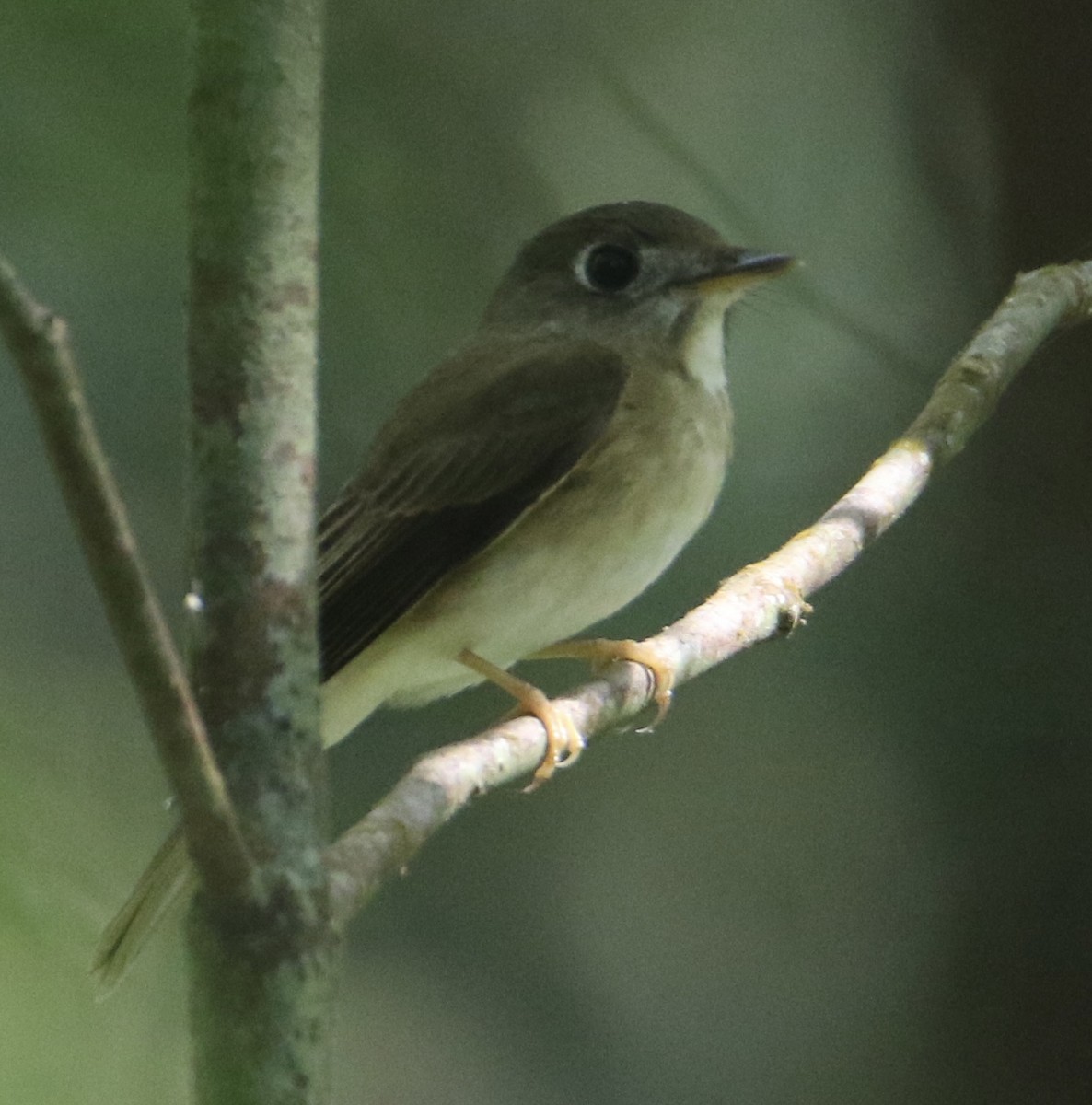 Brown-breasted Flycatcher - ML612737455