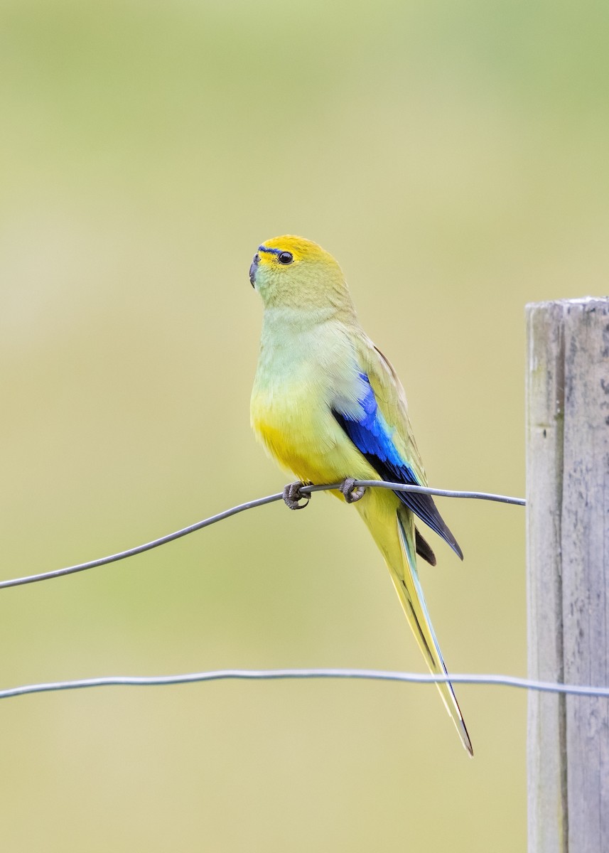 Blue-winged Parrot - ML612737464