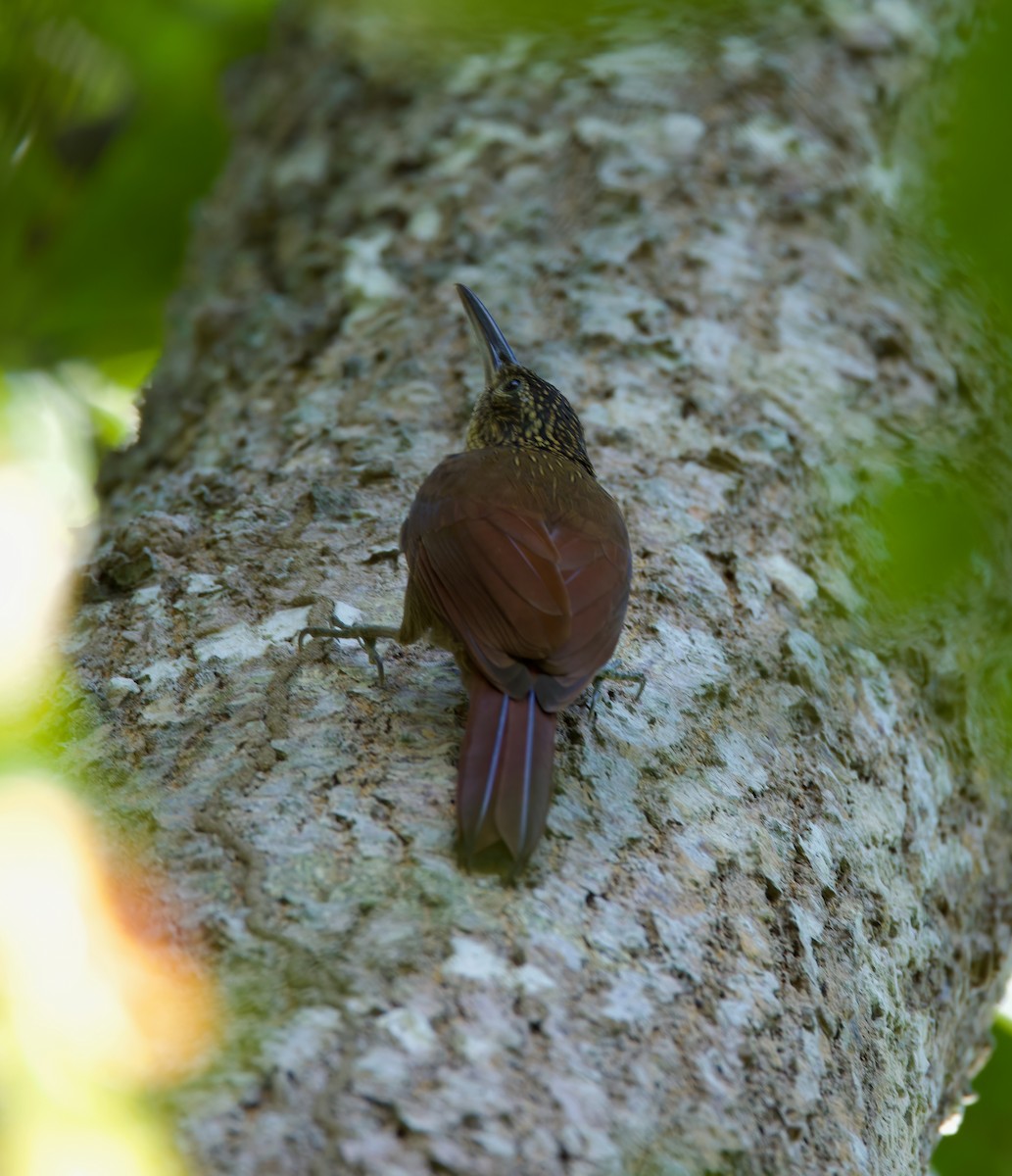 Cocoa Woodcreeper - ML612737486