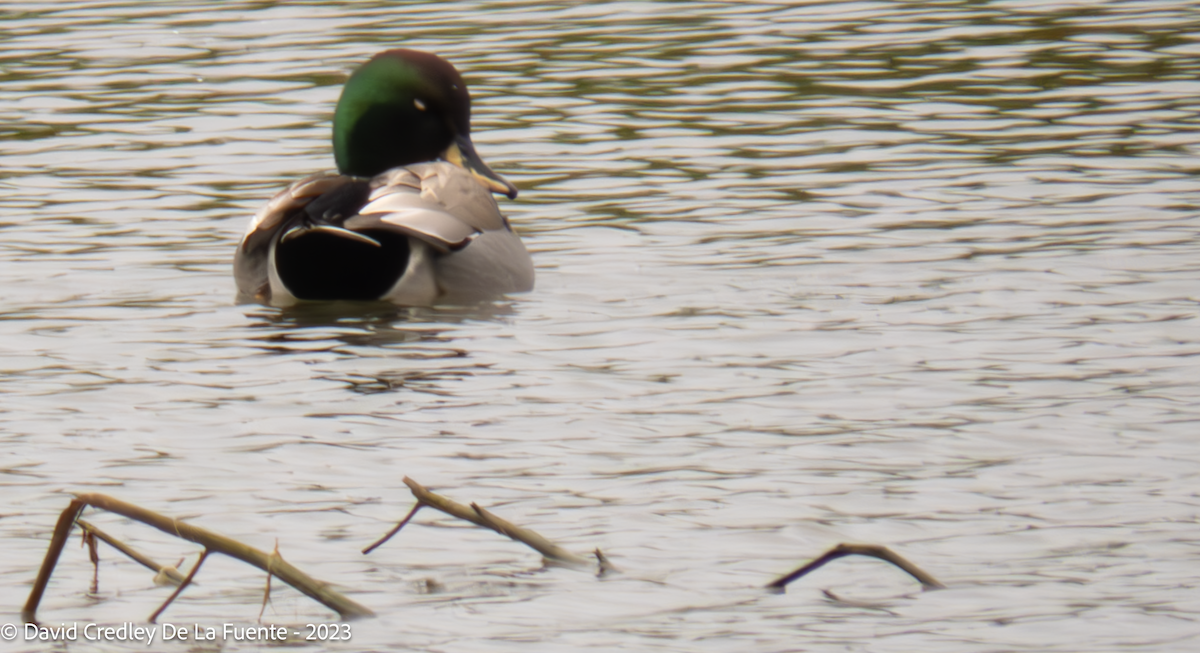 Canard colvert - ML612737521