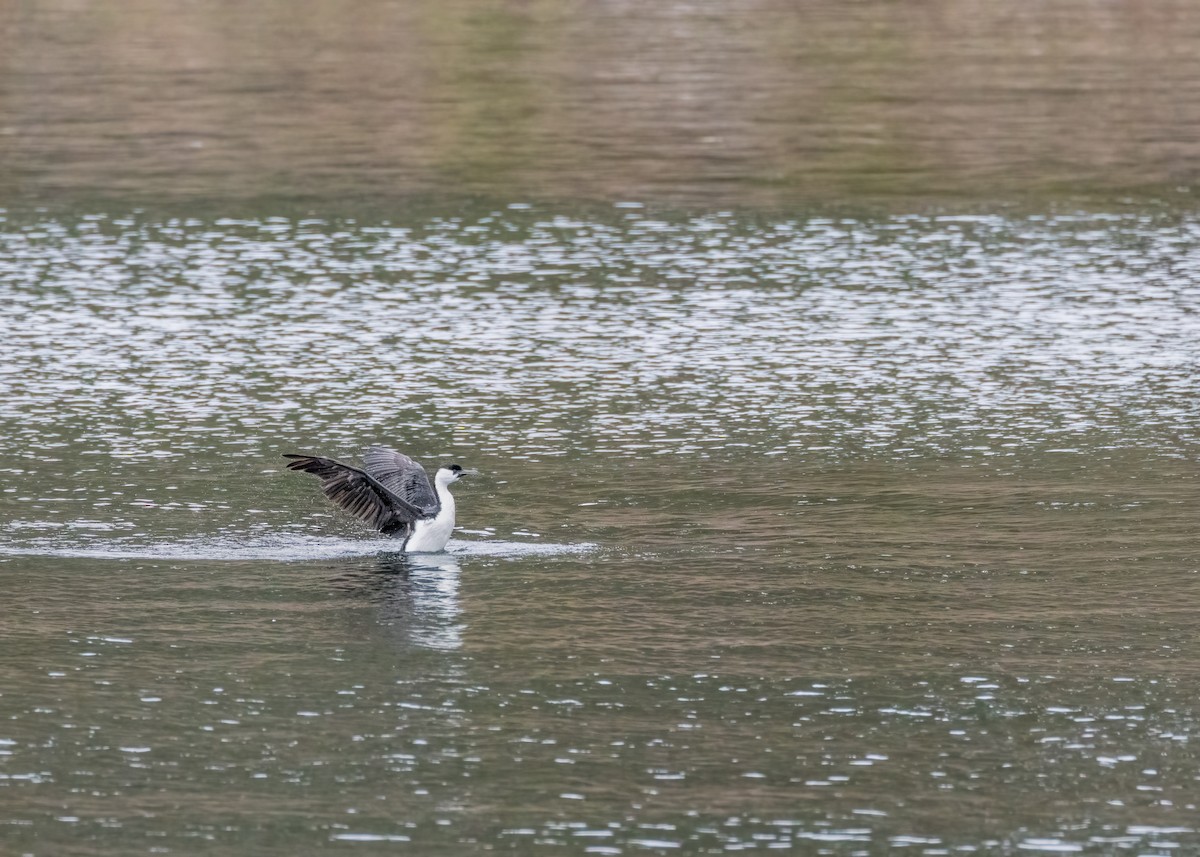 Black-faced Cormorant - ML612737562