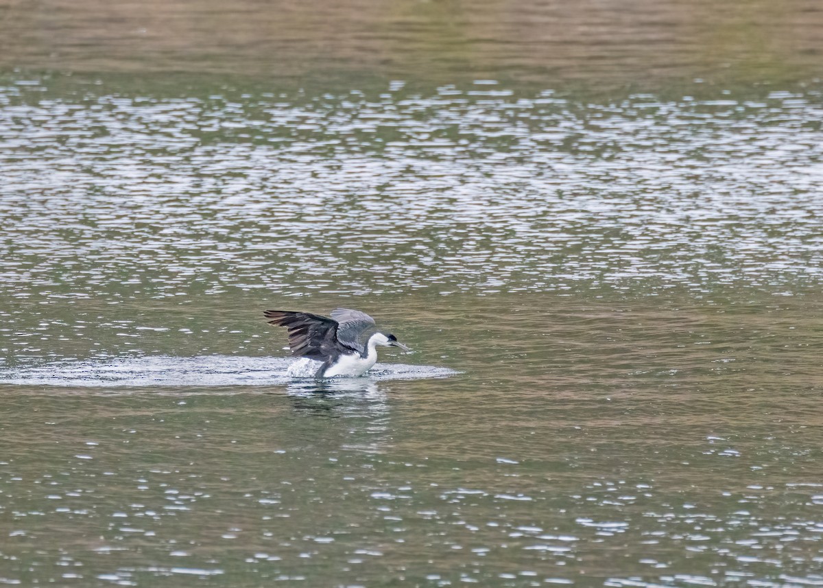 Black-faced Cormorant - ML612737563