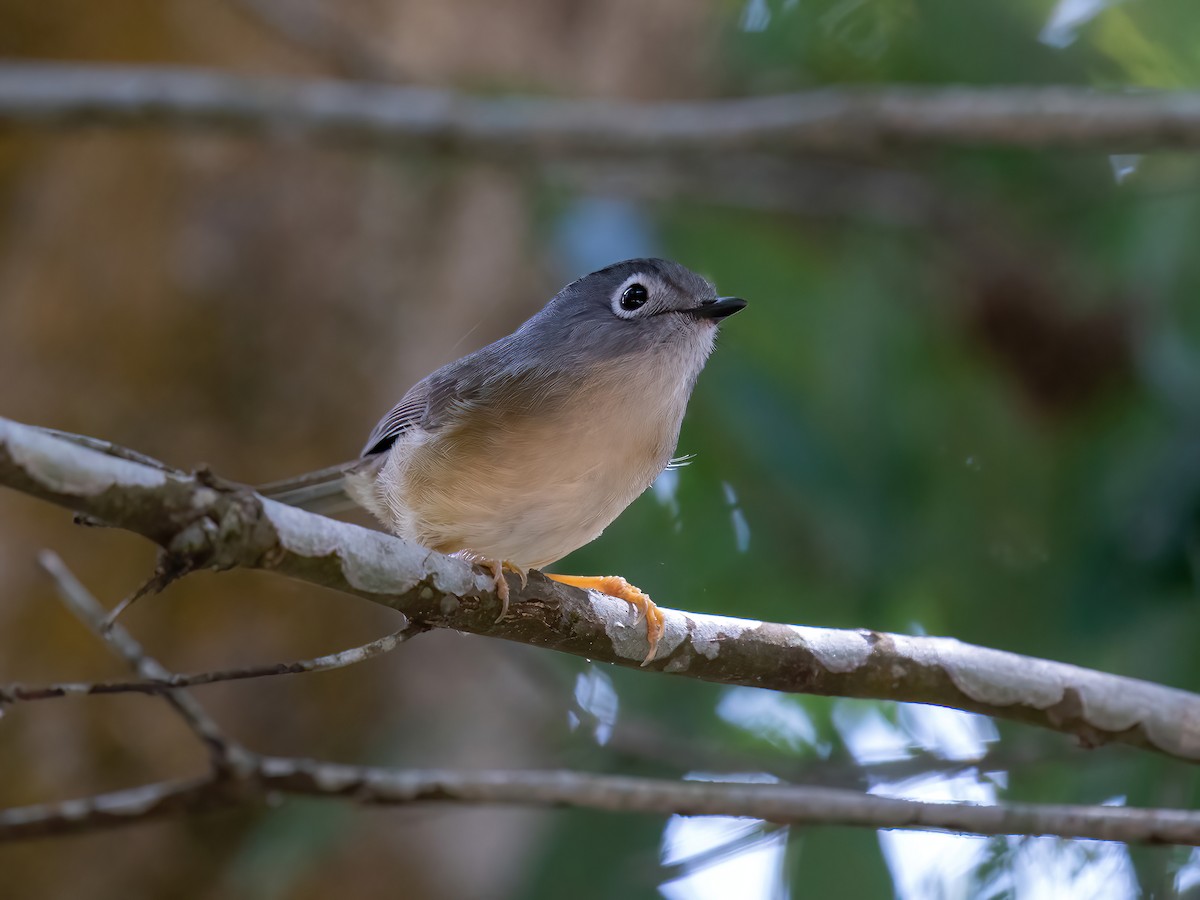 メジロチメドリ - ML612737579