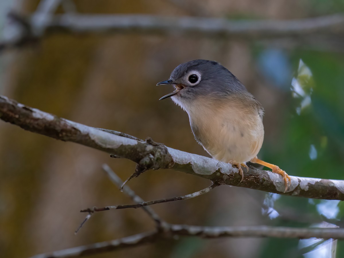 メジロチメドリ - ML612737580