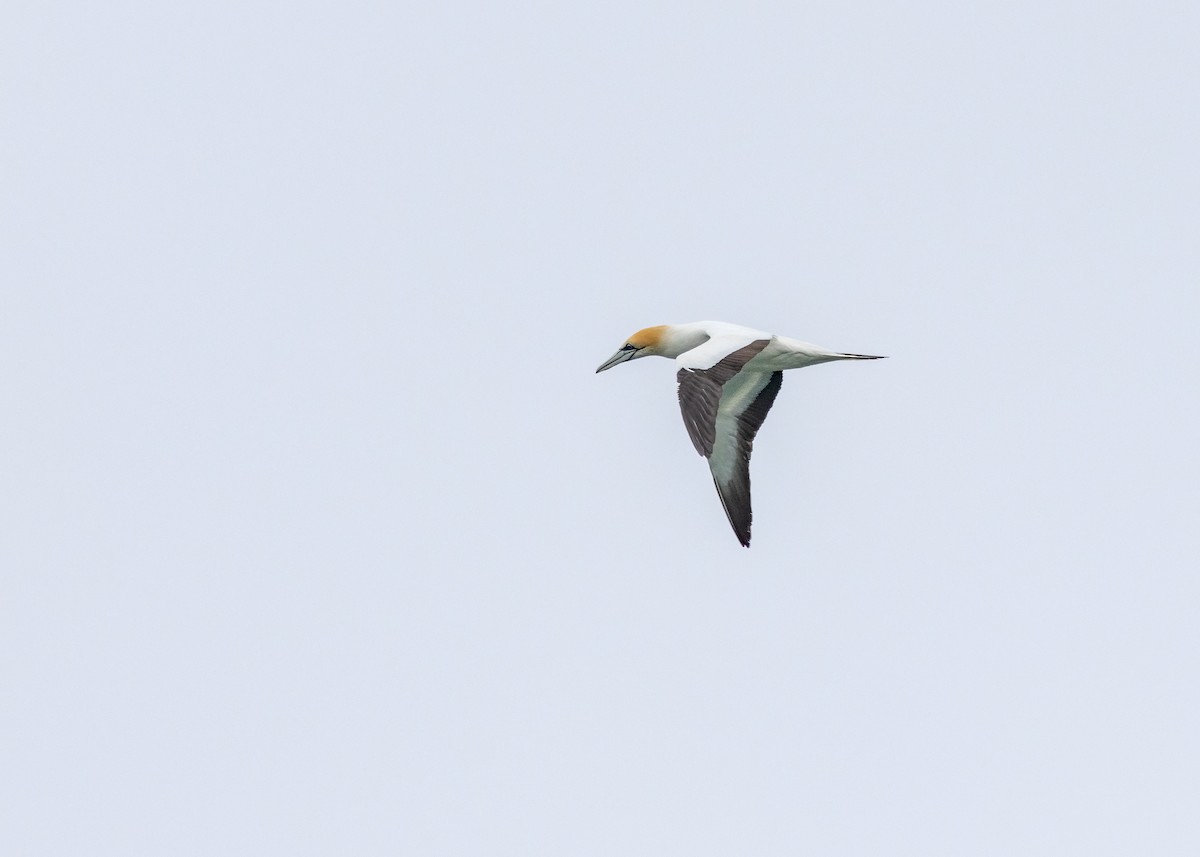 Australasian Gannet - ML612737739