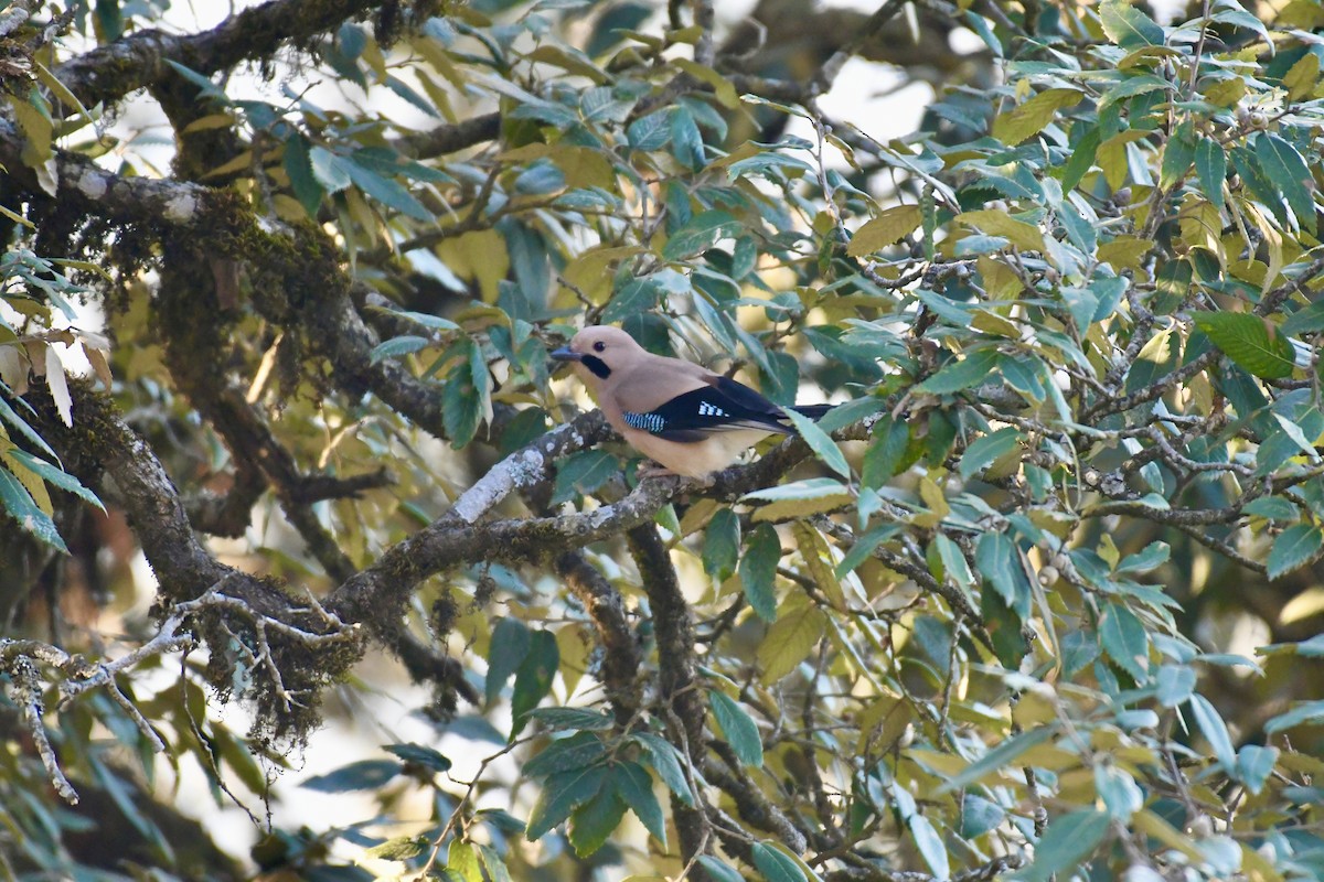 Eurasian Jay - ML612737756