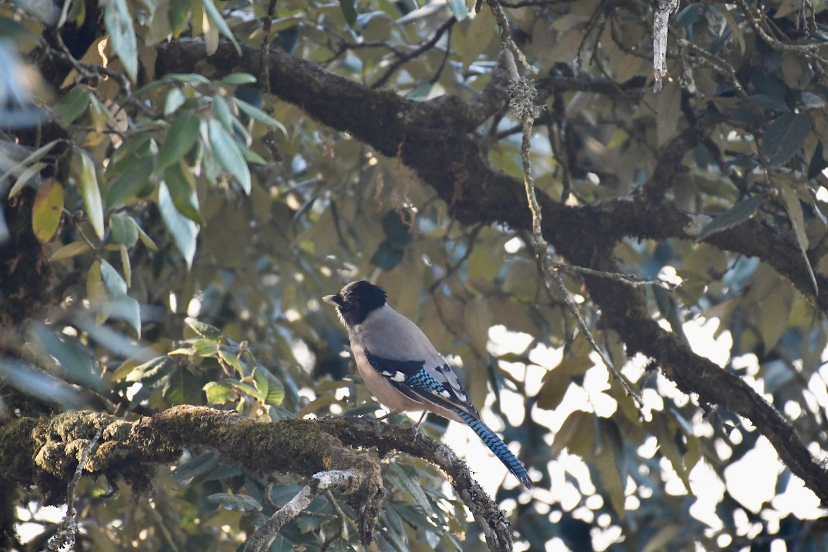 Black-headed Jay - ML612737758