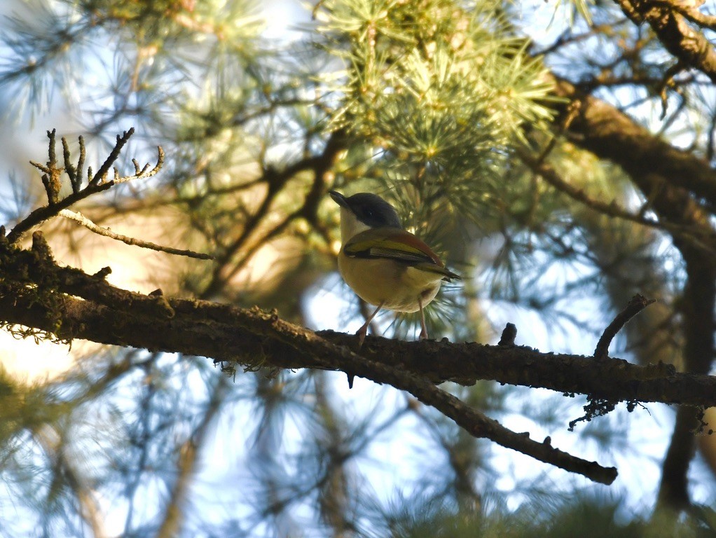 White-browed Shrike-Babbler - ML612737772