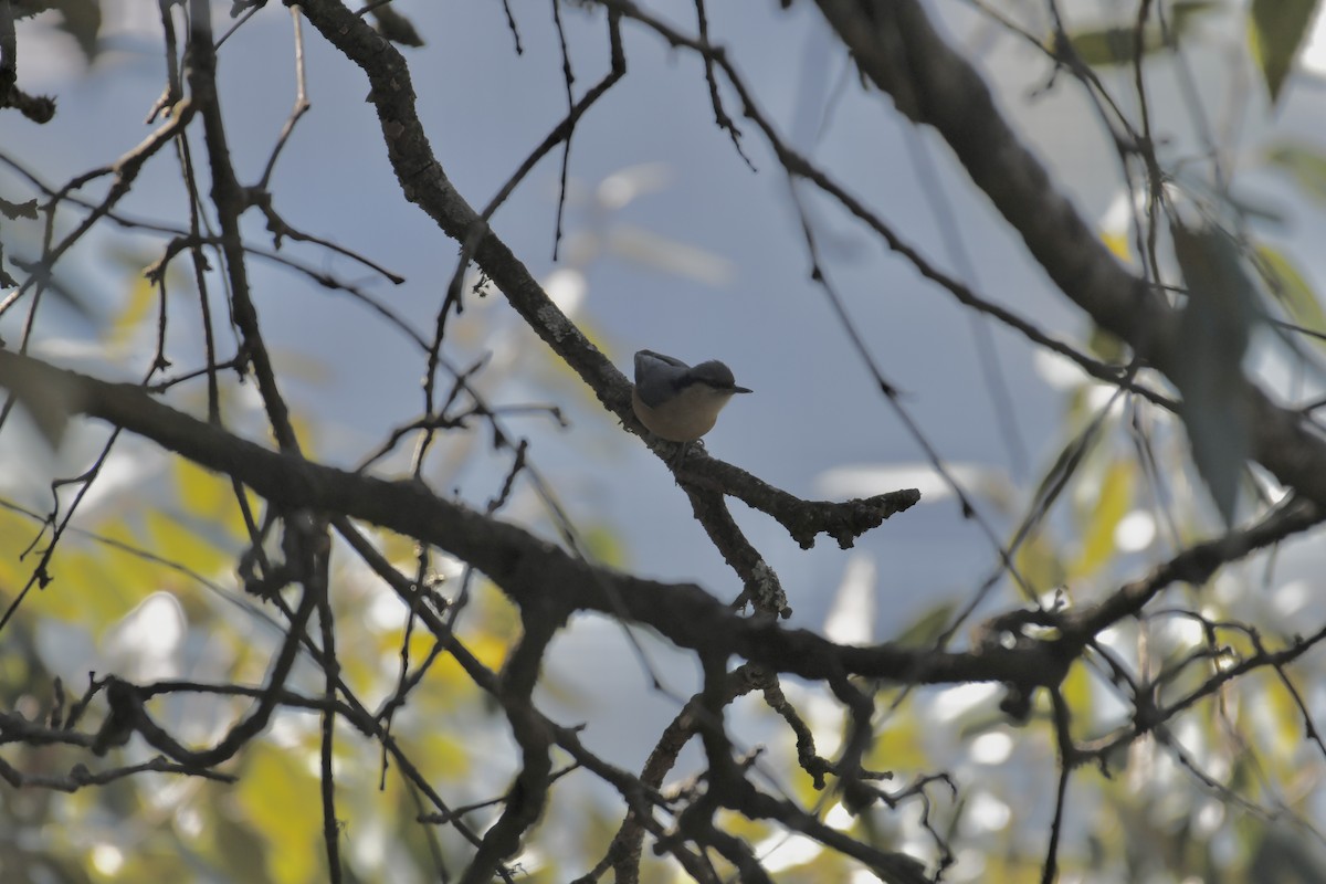 Chestnut-bellied Nuthatch - Vikram Jha