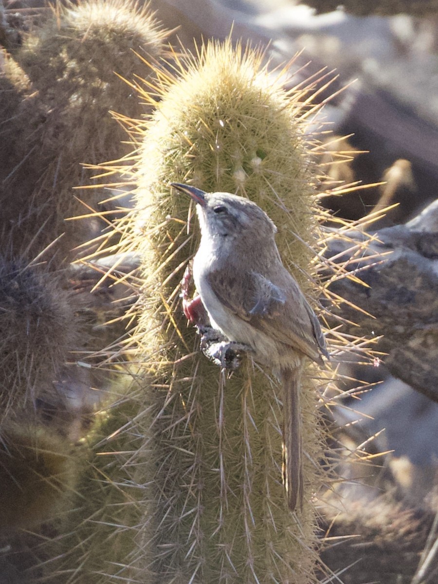 Canastero de Los Cactus - ML612737783