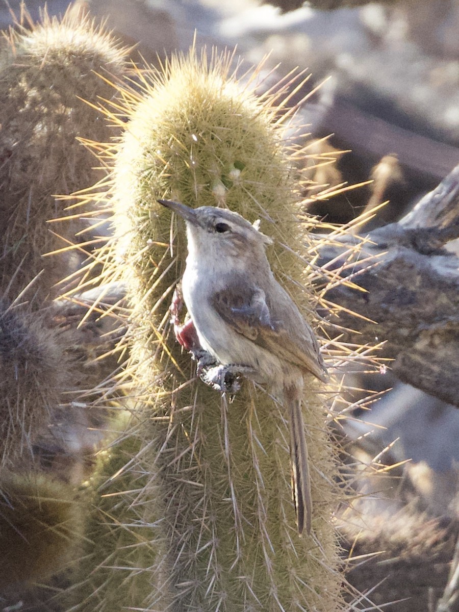 Cactus Canastero - RJ Baltierra