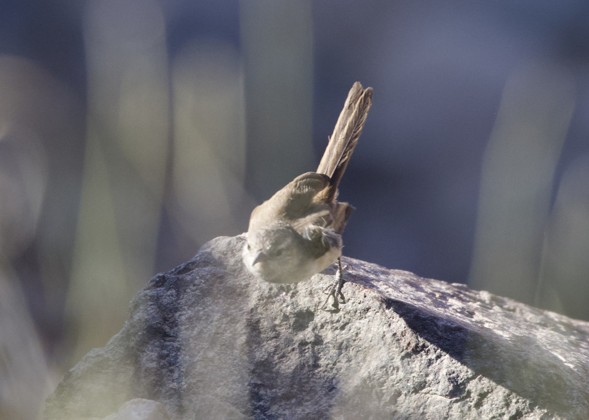 サボテンカマドドリ - ML612737795