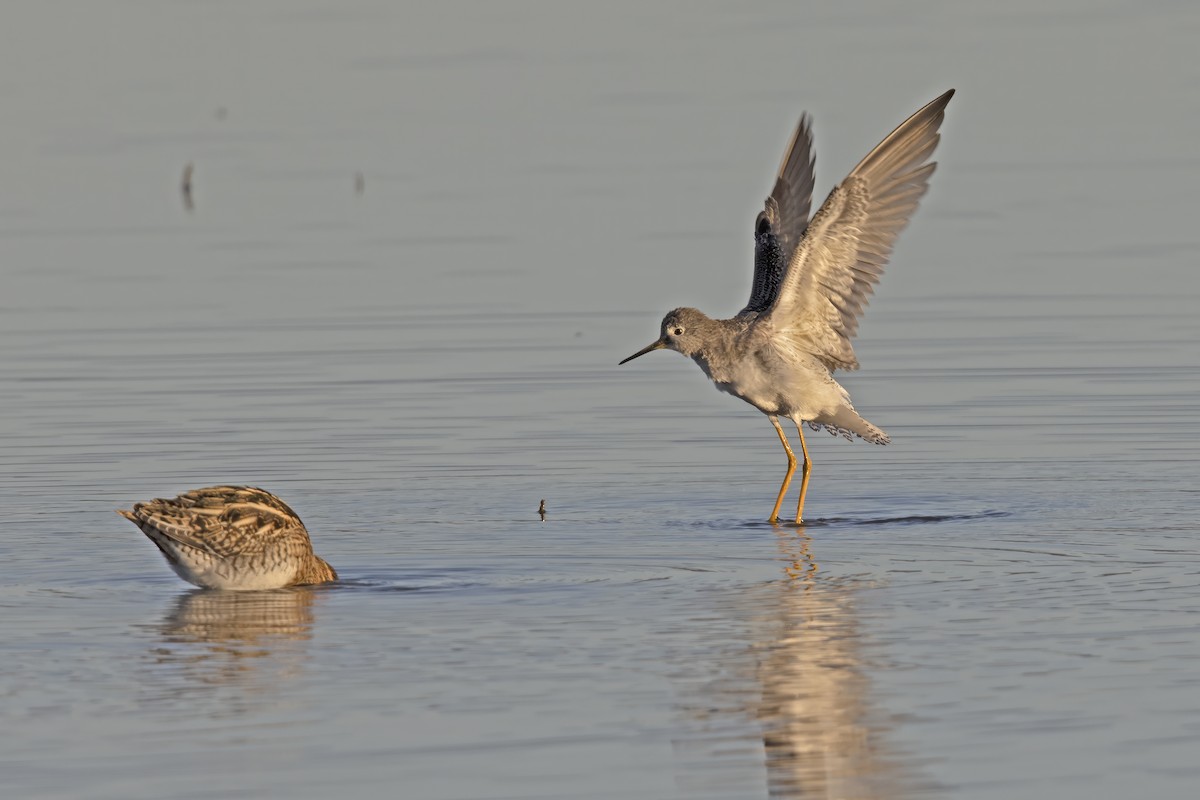 Lesser Yellowlegs - ML612737827