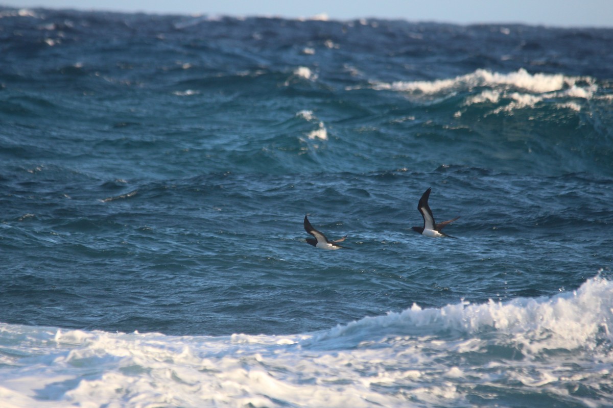 Brown Booby - Anonymous