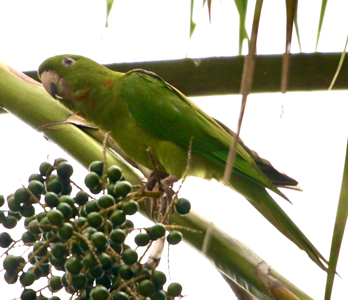 Pacific Parakeet - ML612737920