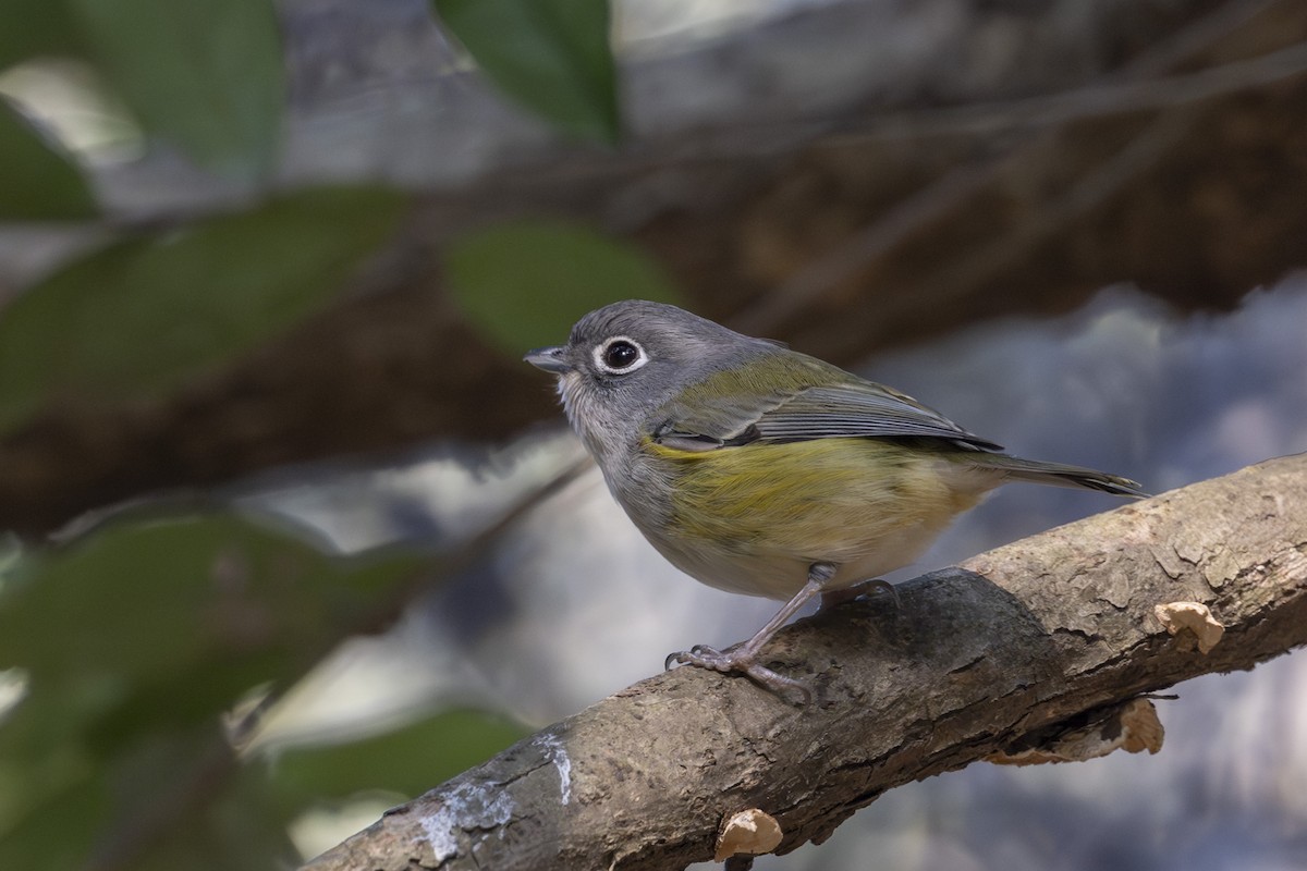 Green Shrike-Babbler - ML612737922