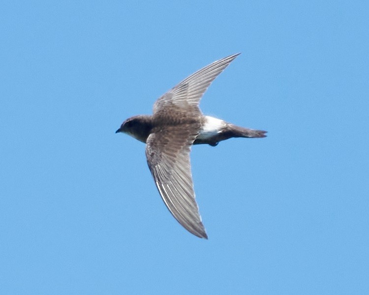 Pacific Swift - ML612737934