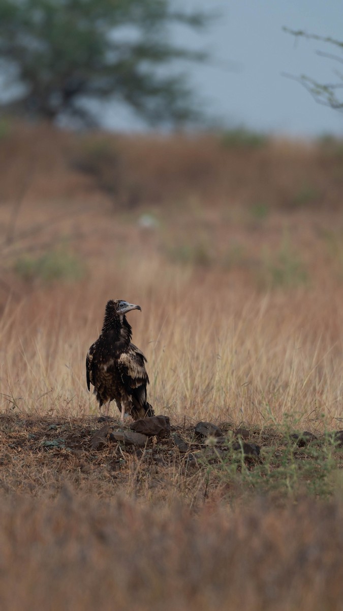 Egyptian Vulture - ML612737996