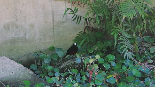 White-capped Redstart - ML612738004