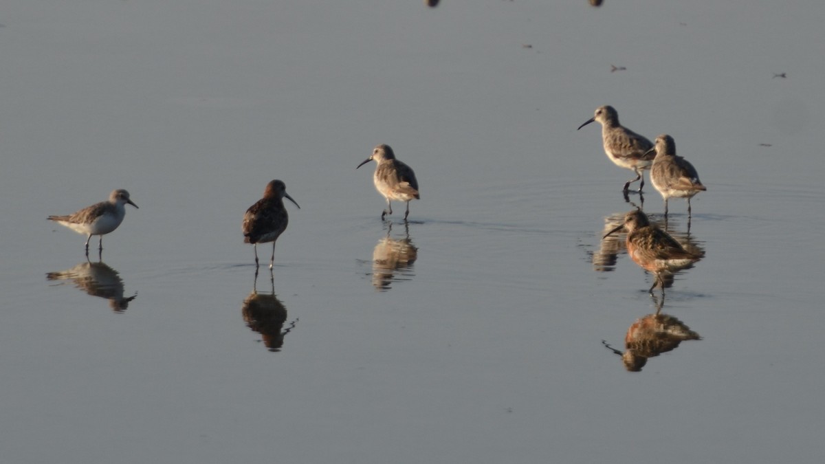 Curlew Sandpiper - ML612738006