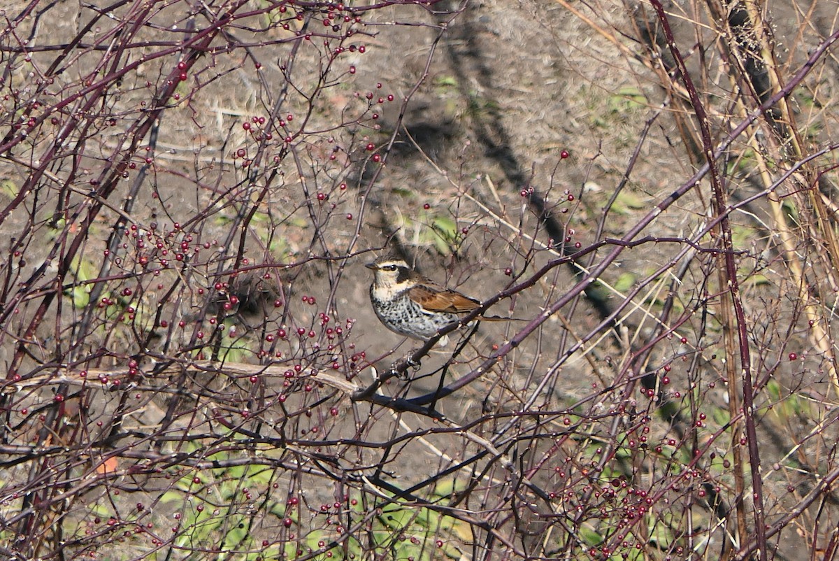 Dusky Thrush - ML612738025