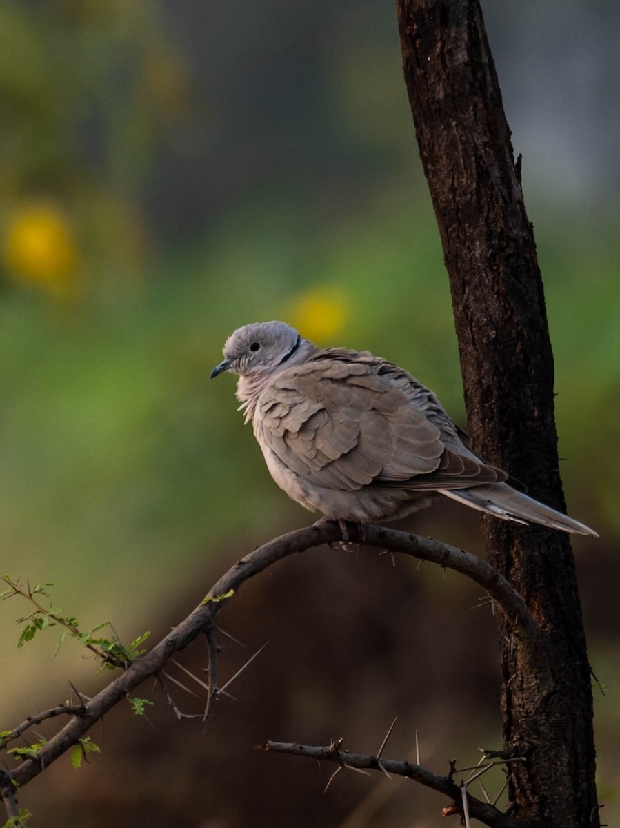 Eurasian Collared-Dove - ML612738026