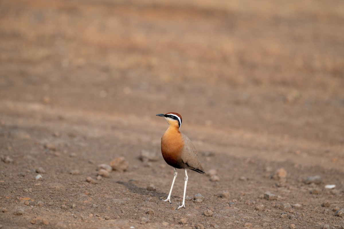 Indian Courser - ML612738029