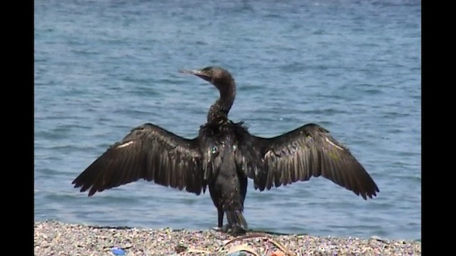 ペルシャウ - ML612738042