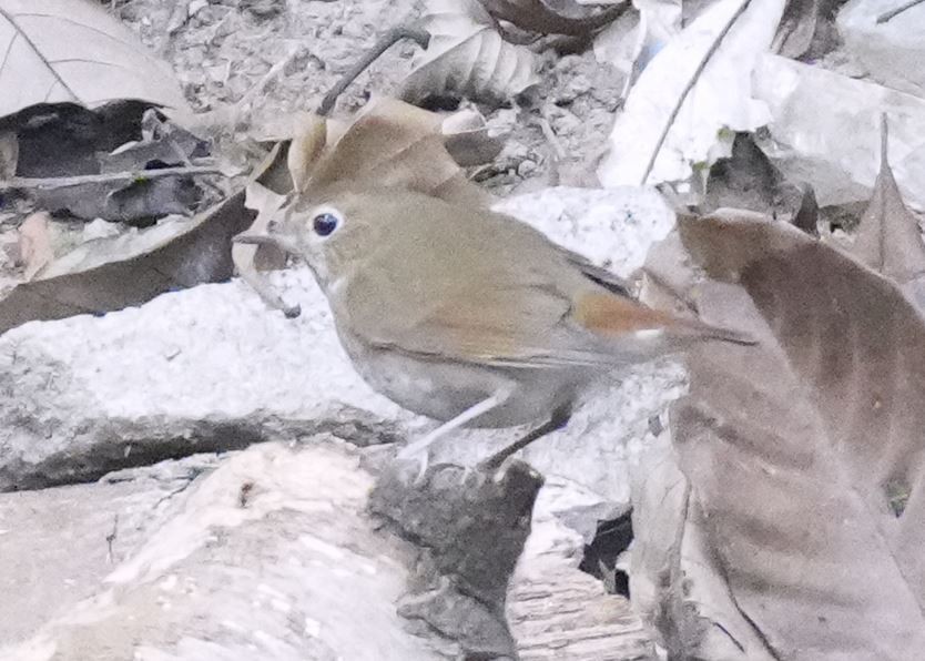 Rufous-tailed Robin - Zhongyu Wang