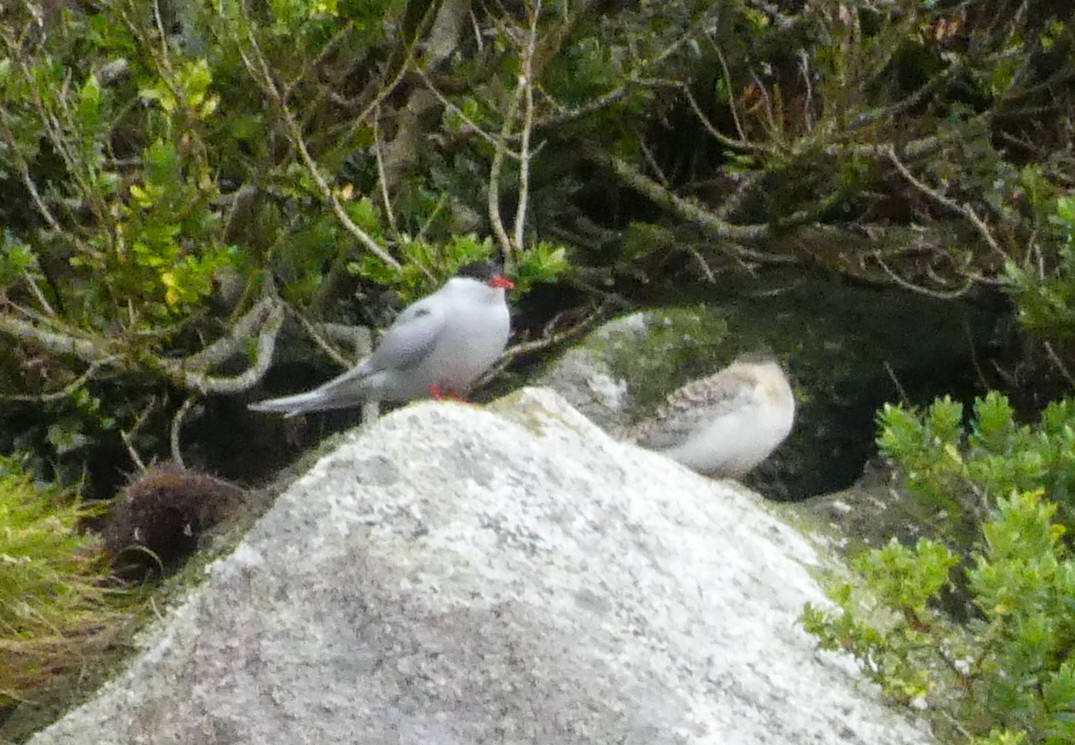 Antarctic Tern - ML612738280