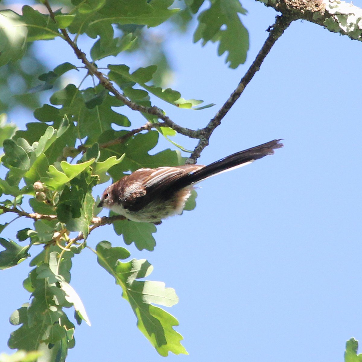 Long-tailed Tit - Ian Rijsdijk