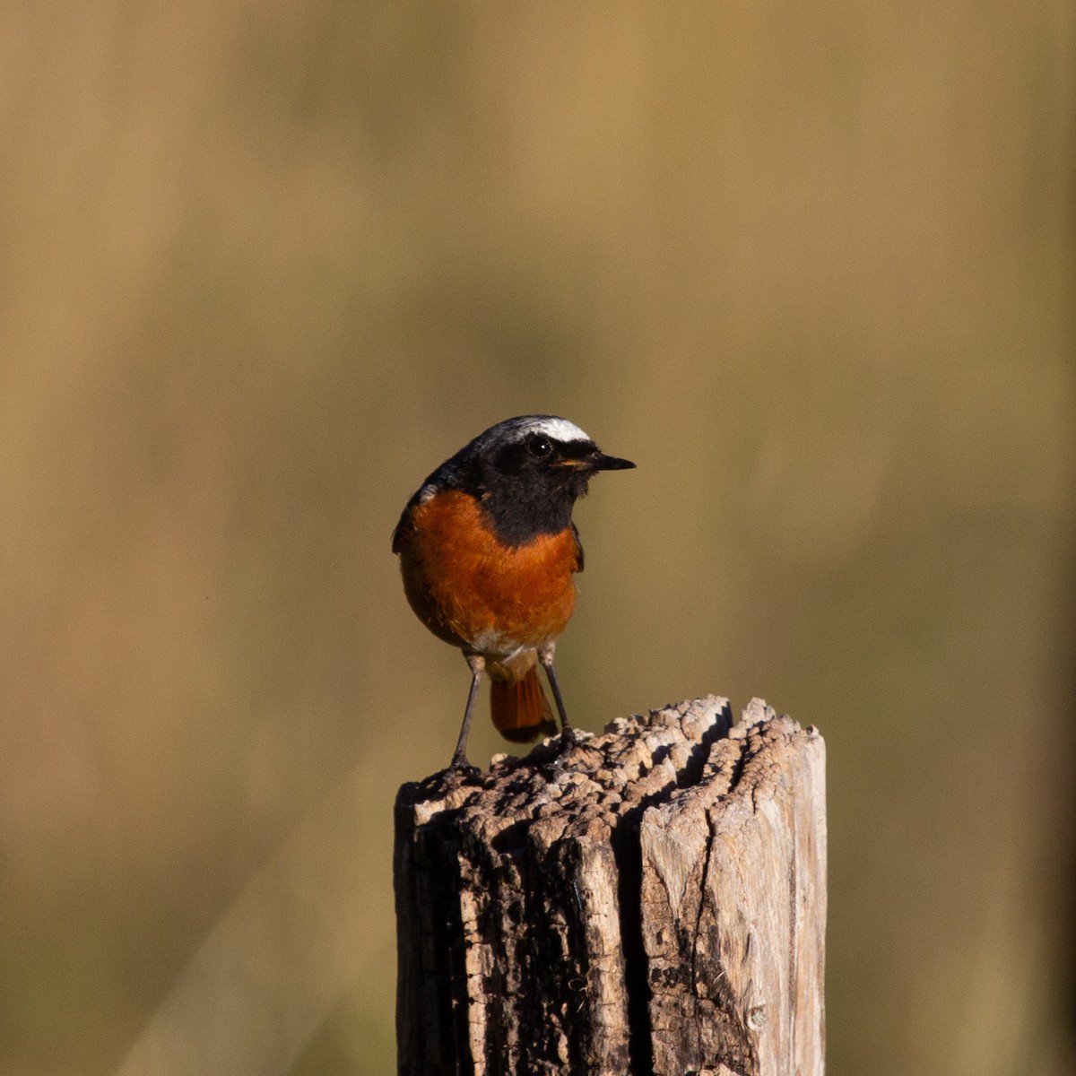Common Redstart - Ian Rijsdijk
