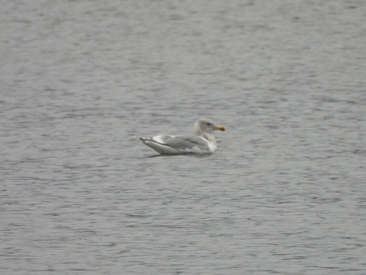 Glaucous-winged Gull - Bradley Evans