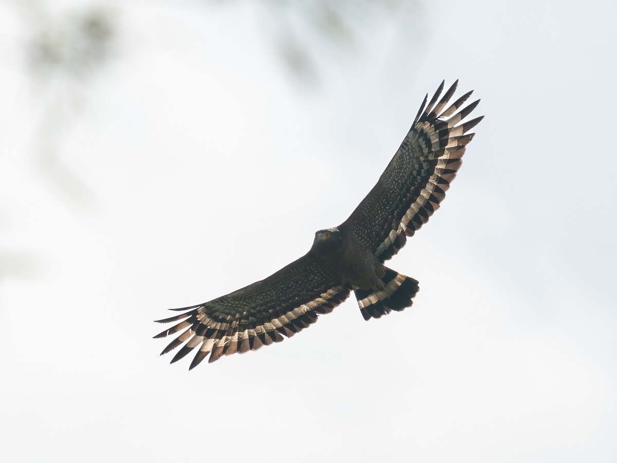 Crested Serpent-Eagle - Chung Cheong  Wong